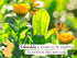 Babo Botanicals Moisturizing Oat & Calendula 2-in-1 Shampoo & Wash